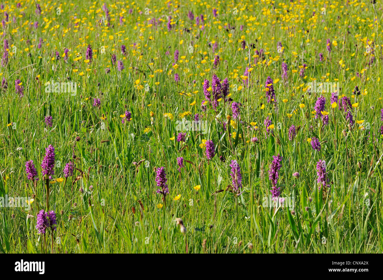 Orchidee Wiese im Schwarzwald, Deutschland, Baden-Württemberg, Schwarzwald Stockfoto