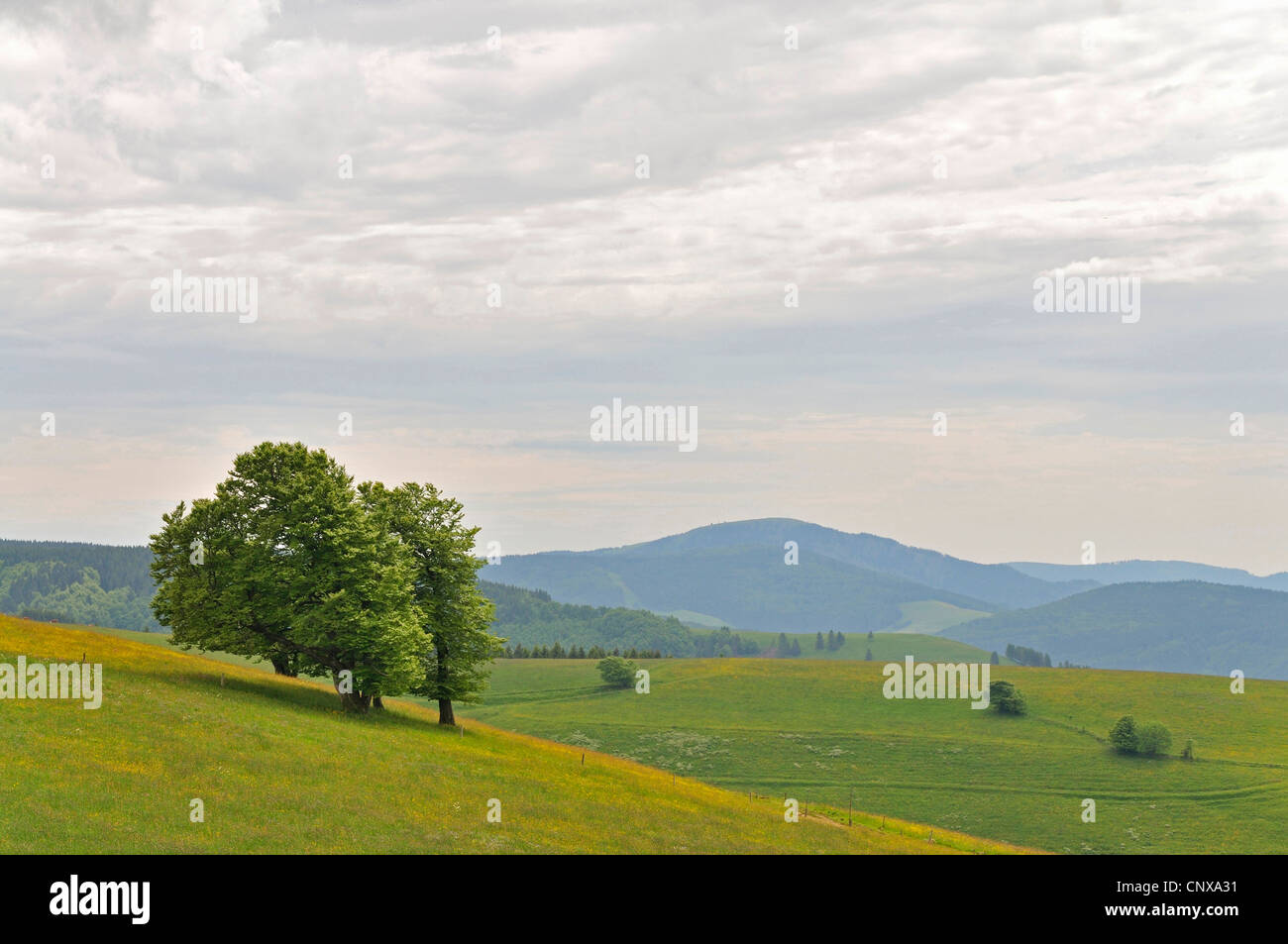 Gehölz auf Wiese, Deutschland, Baden-Württemberg, Schwarzwald Stockfoto