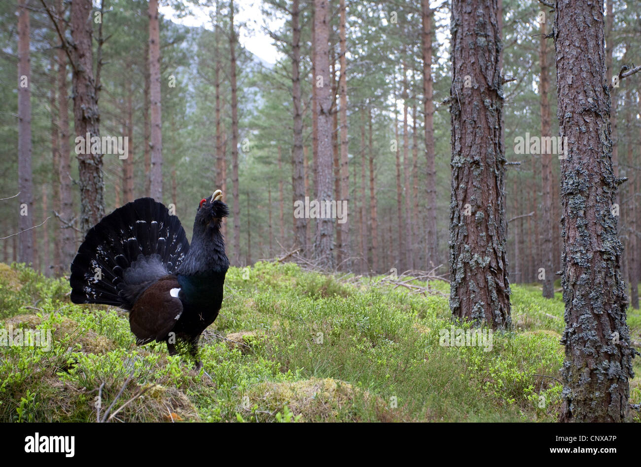 Auerhühner, Auerhahn (at Urogallus), Männlich, die Anzeige im Pinienwald, Großbritannien, Schottland, Cairngorm National Park Stockfoto