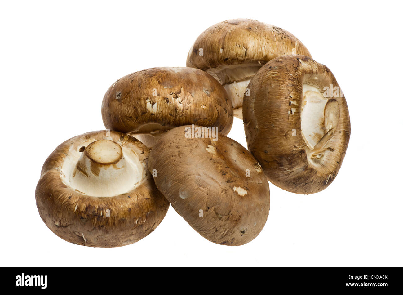 Fünf Portobello-Pilze isoliert auf weiss Stockfoto