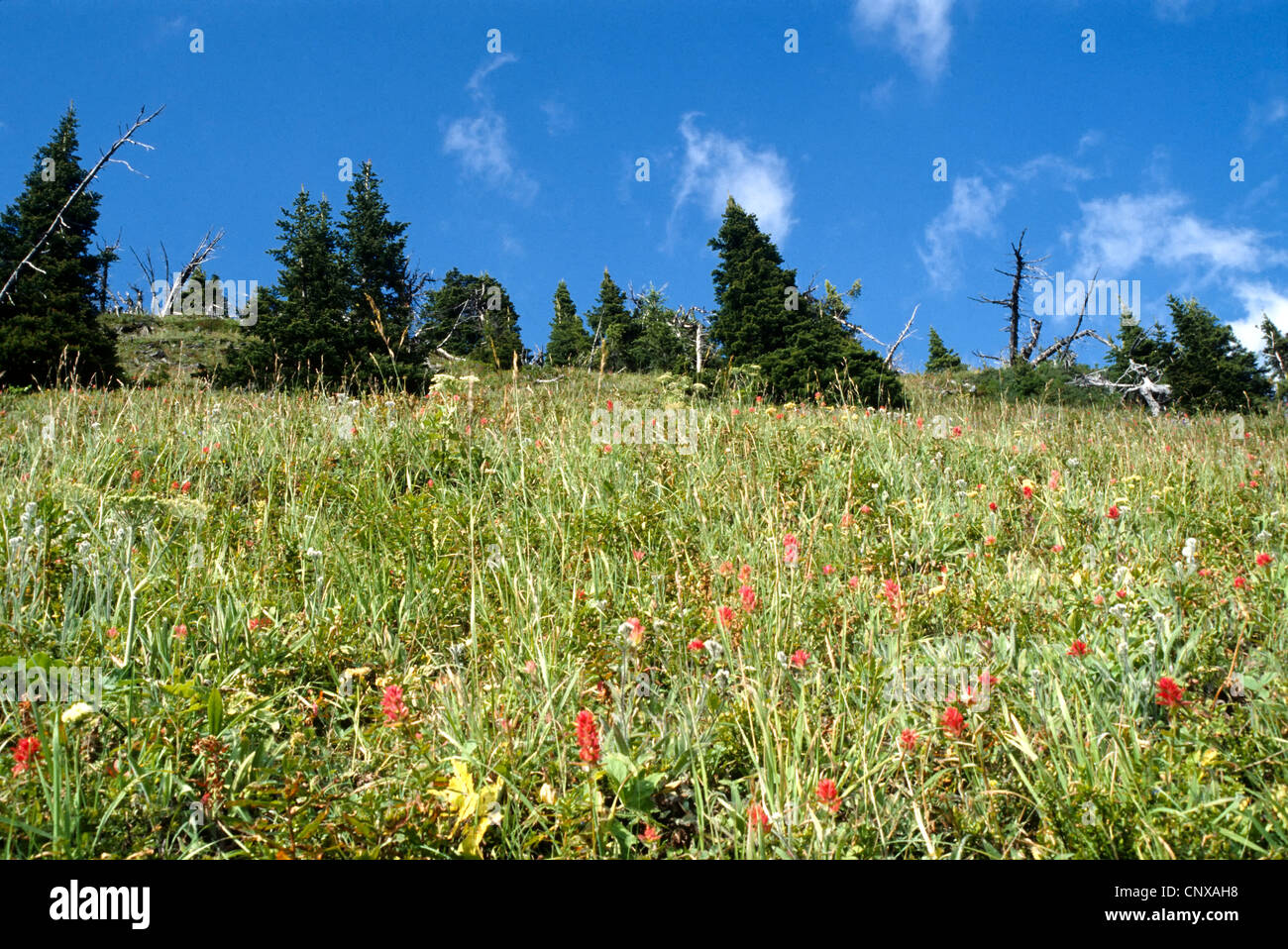 Vielzahl von Wildblumen entlang der Berghänge Stockfoto