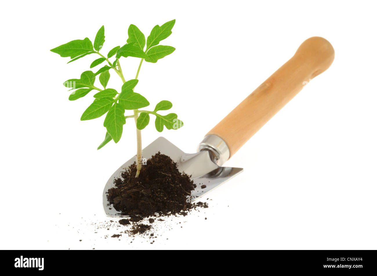 Tomaten-Sämling auf Garten Kelle, isoliert auf weißem Hintergrund Stockfoto