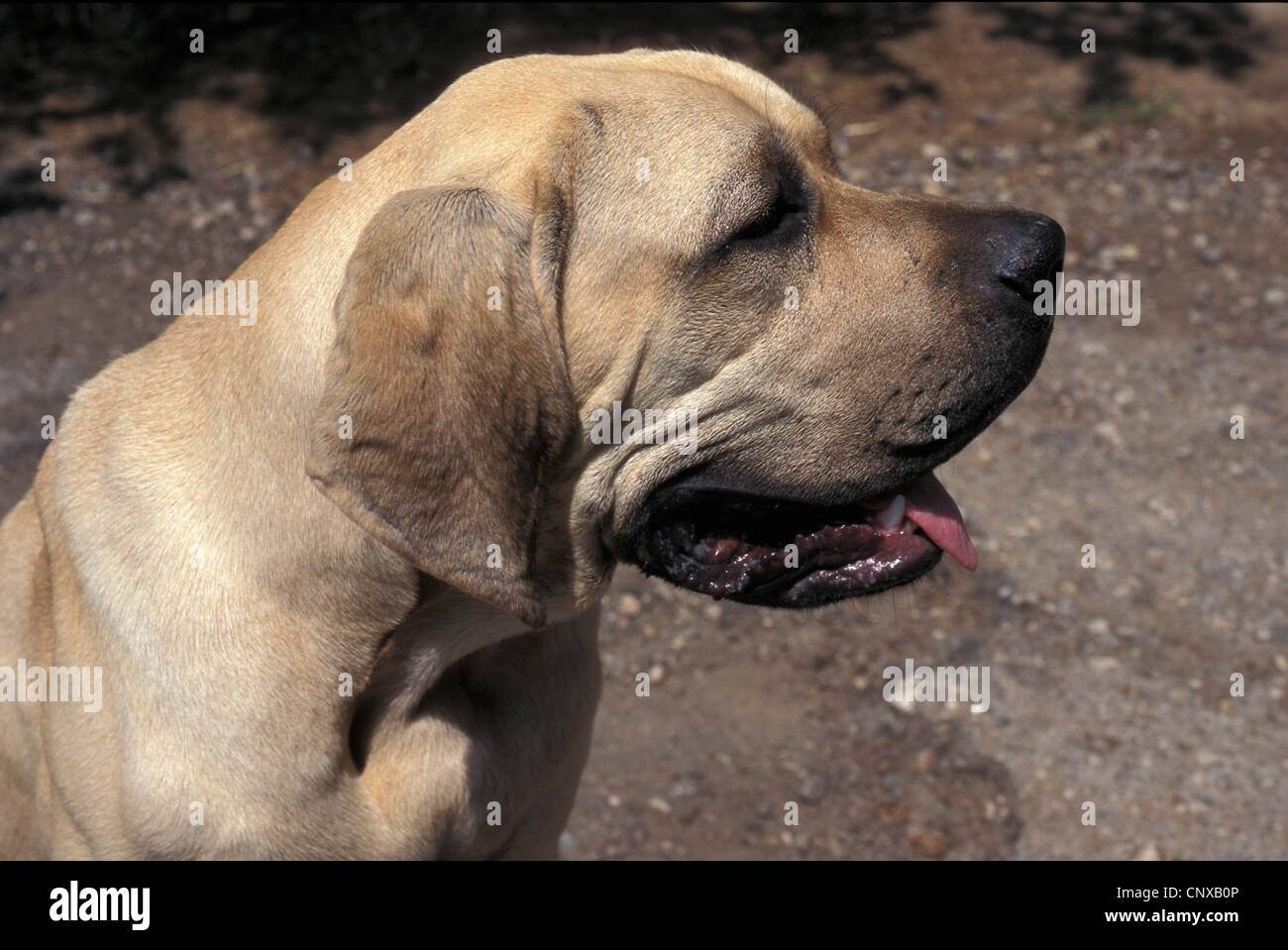 Fila Brasileiro, (Canis Lupus Familiaris) Hunderennen, Mammalia Stockfoto