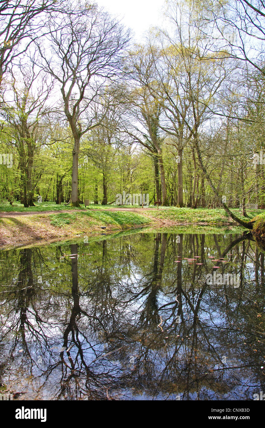 Teich-Reflexion an Arlington Bluebell gehen, Bates Green Farm, Arlington, Polegate, East Sussex, England, Vereinigtes Königreich Stockfoto