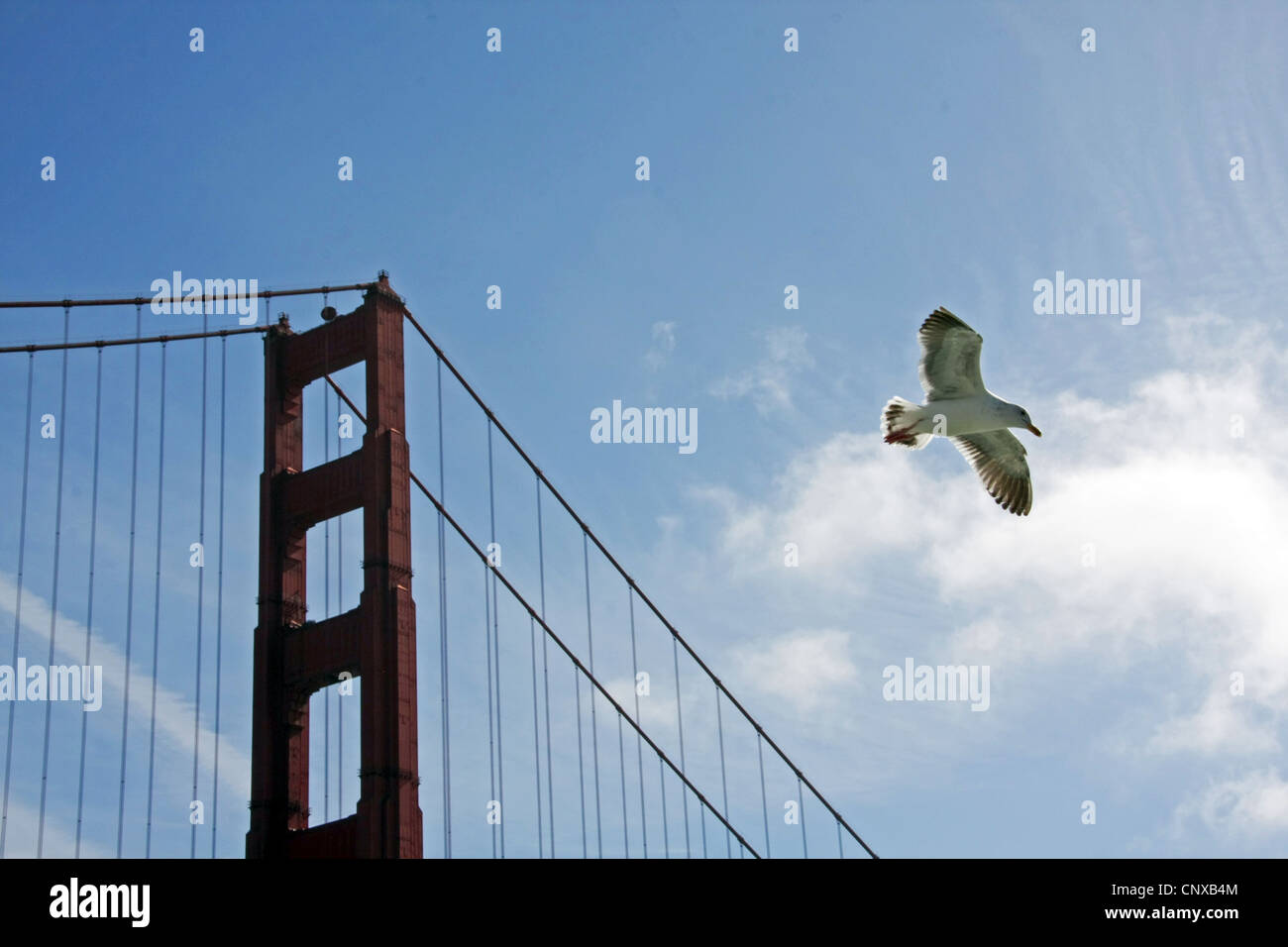 eine Möwe fliegen in der Nähe von The Golden Gate Bridge, San Francisco Stockfoto