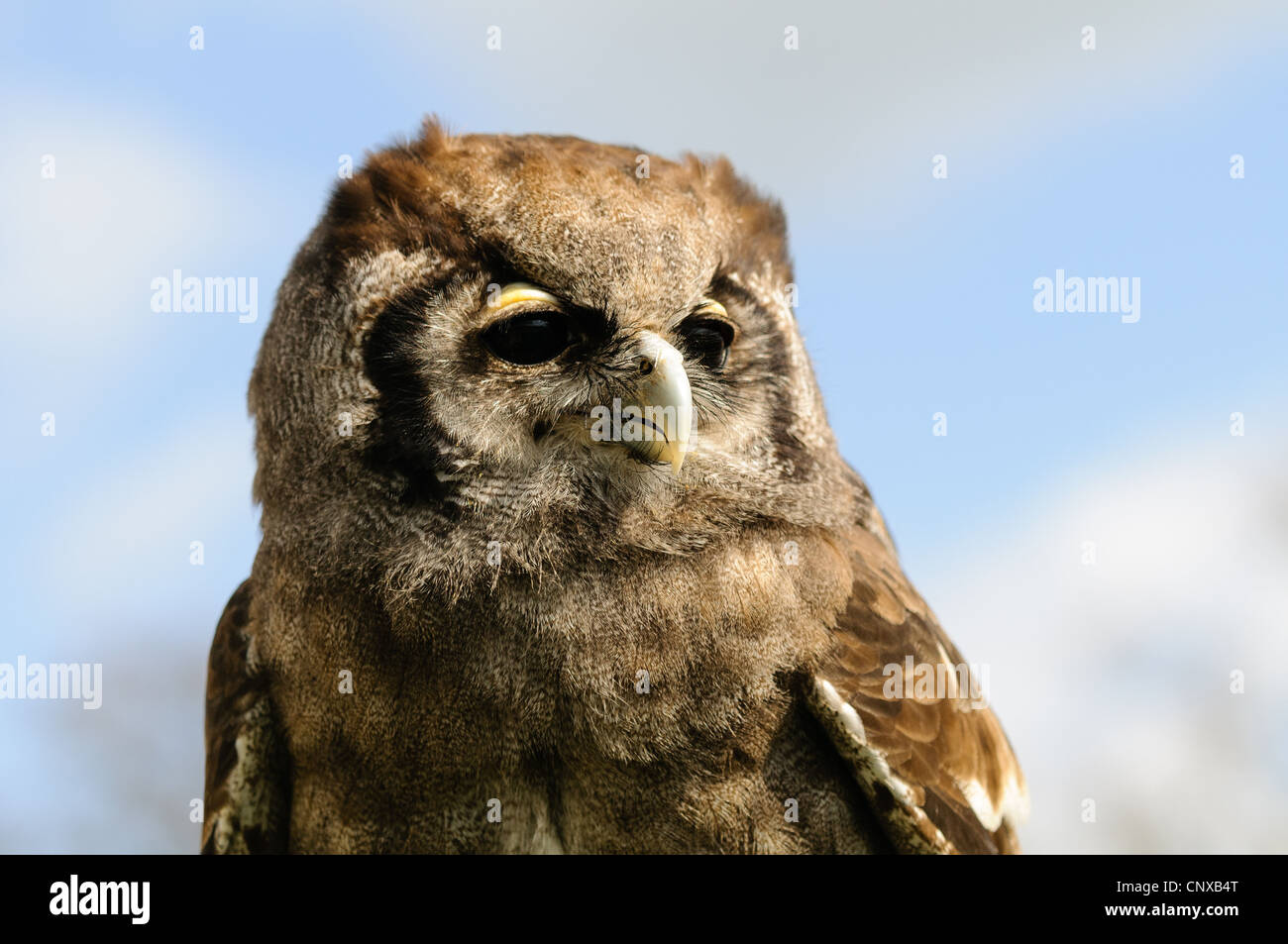 Eine Eule. Aufgenommen am Longleat Safari Park. Stockfoto