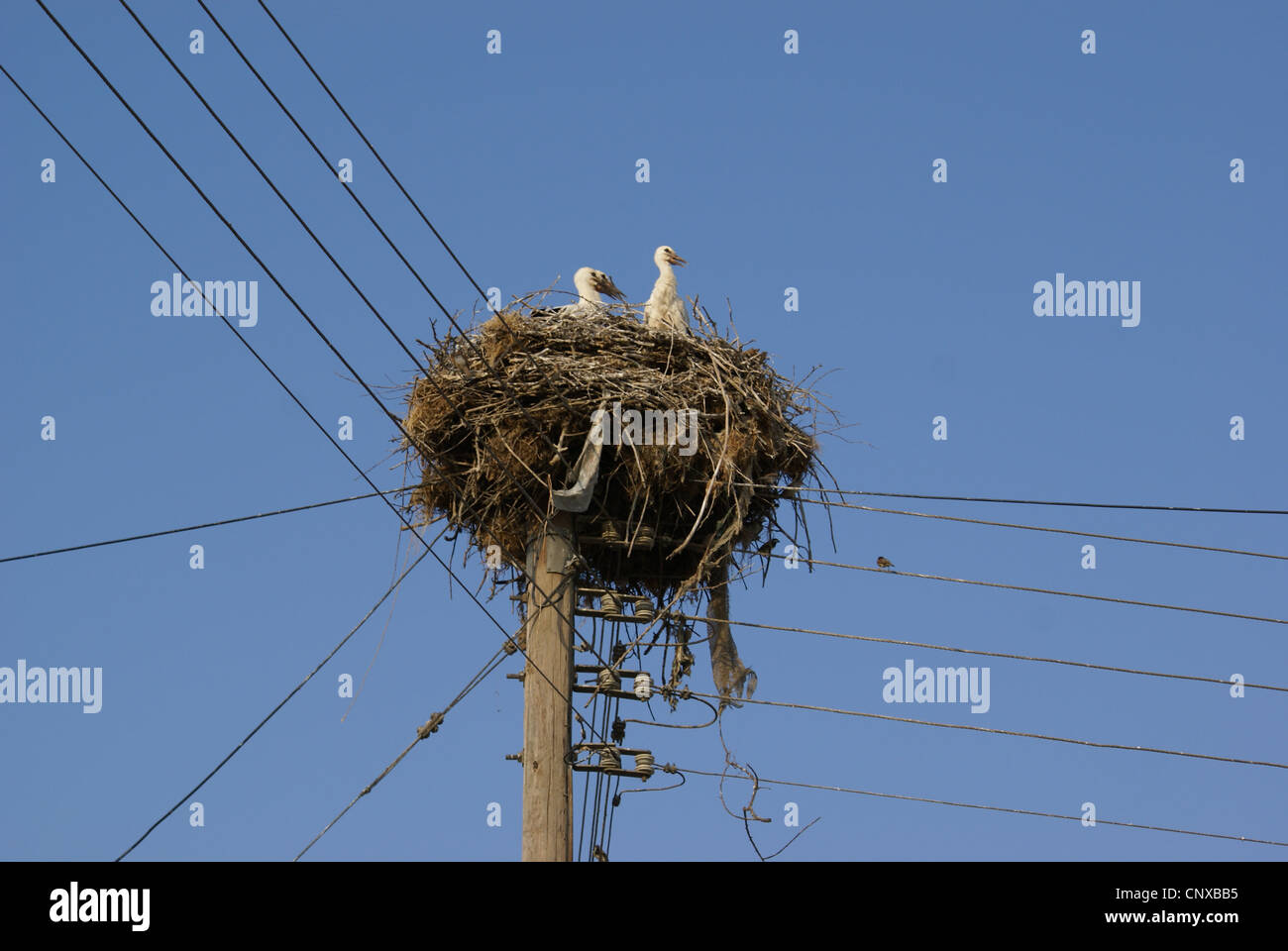 Störche in Ihrem Nest auf Elektrizität Mast., Thrakien, Griechenland Stockfoto