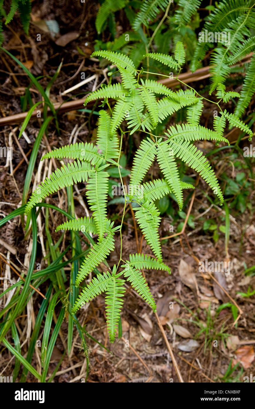 Farn wächst in dichten Schatten des Regenwaldes Bodens in Dominica West Indies Stockfoto