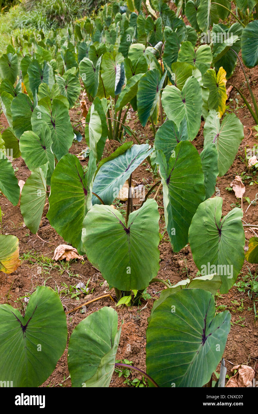 Dasheen ist eine stärkehaltige Tuberöse Grundnahrungsmittel hier wächst auf bebauten Feldern im Hochland von Dominica Stockfoto