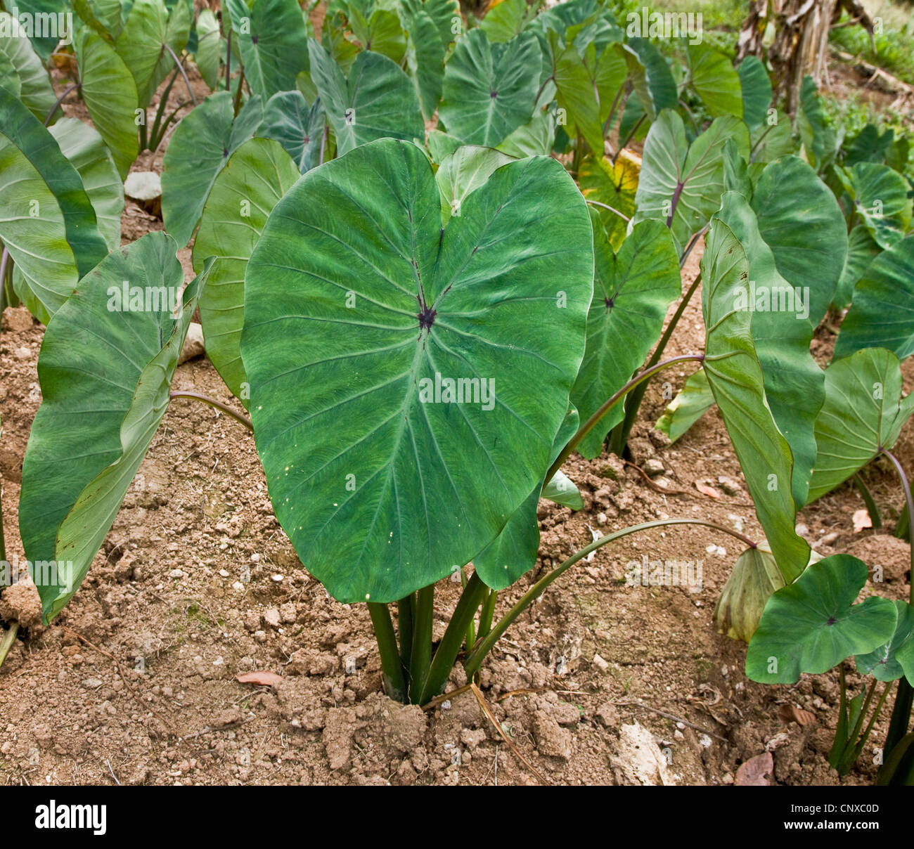 Dasheen ist eine stärkehaltige Tuberöse Grundnahrungsmittel hier wächst auf bebauten Feldern im Hochland von Dominica Stockfoto