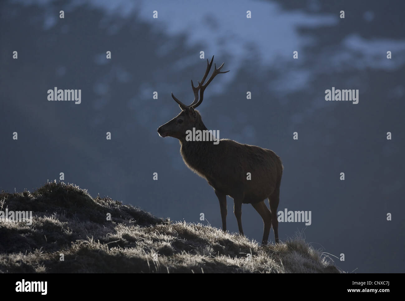 Rothirsch (Cervus Elaphus), Hirsch Hintergrundbeleuchtung im Winter-Licht, Alladale Wilderness Reserve, Sutherland, Schottland, Vereinigtes Königreich Stockfoto