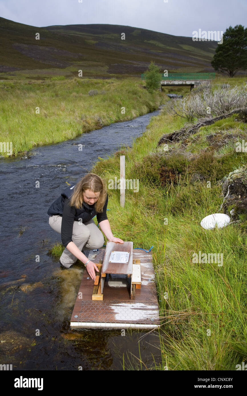 Europäische Wasser-Wühlmaus, nördlichen Schermaus (Arvicola Terrestris), ein Nerz Floß im Rahmen der Cairngorms Schermaus Erhaltung Projekt, Großbritannien, Schottland, Cairngorm National Park einrichten Stockfoto