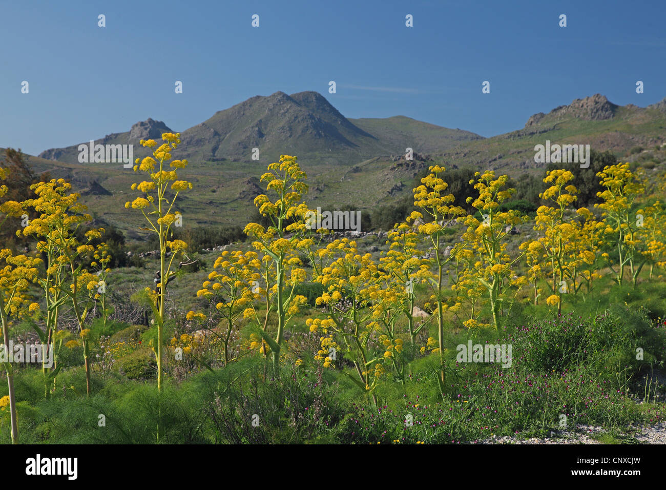 Afrikanische Ammoniacum (Ferula Communis), blühen, Griechenland, Lesbos Stockfoto