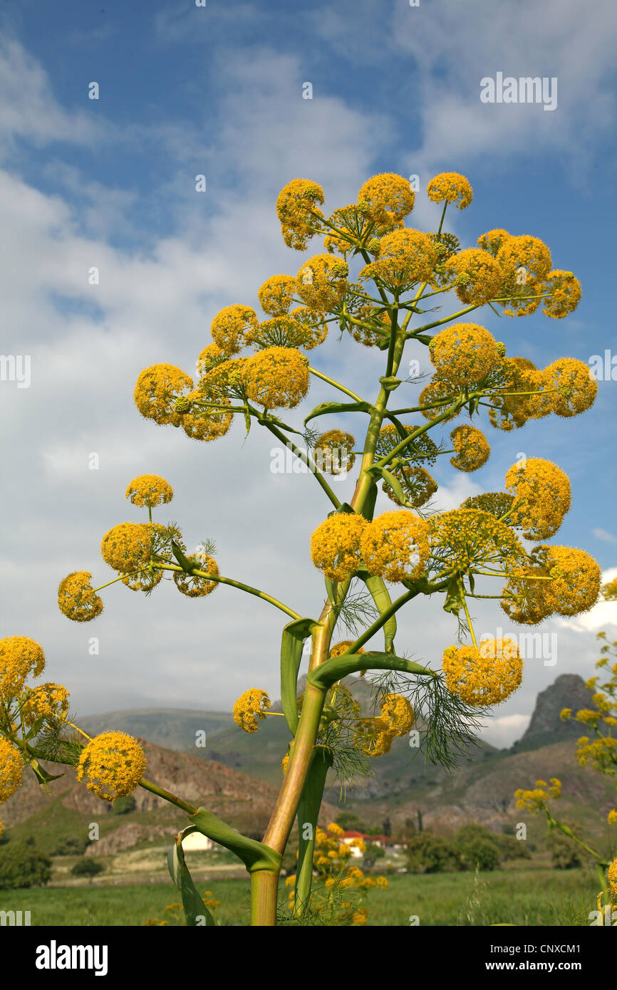 Afrikanische Ammoniacum (Ferula Communis), Blütenstand, Griechenland, Lesbos Stockfoto