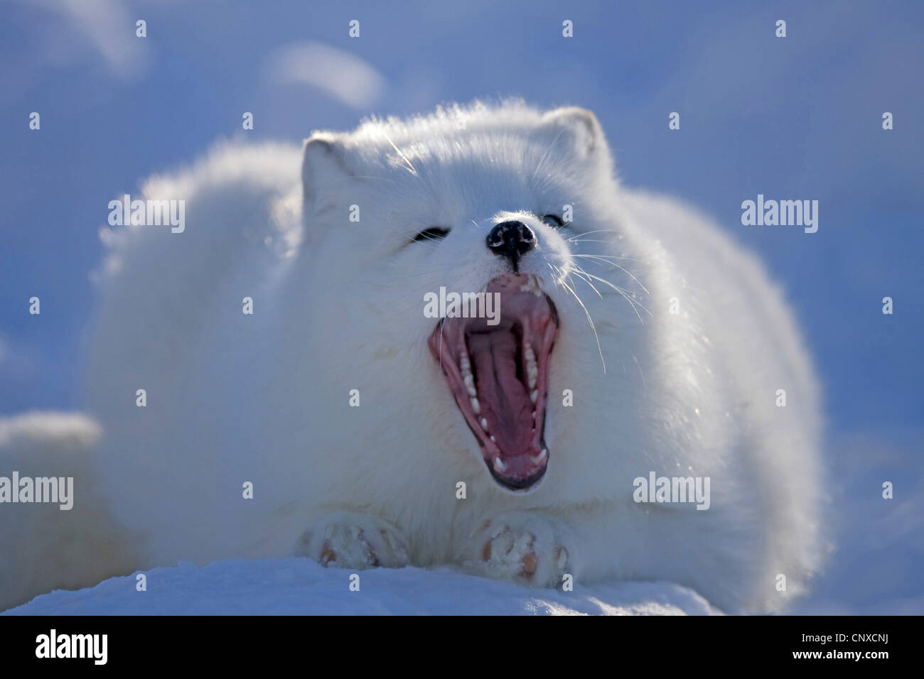 Polarfuchs, Polarfuchs (Alopex Lagopus, Vulpes Lagopus), Gähnen, Norwegen Stockfoto