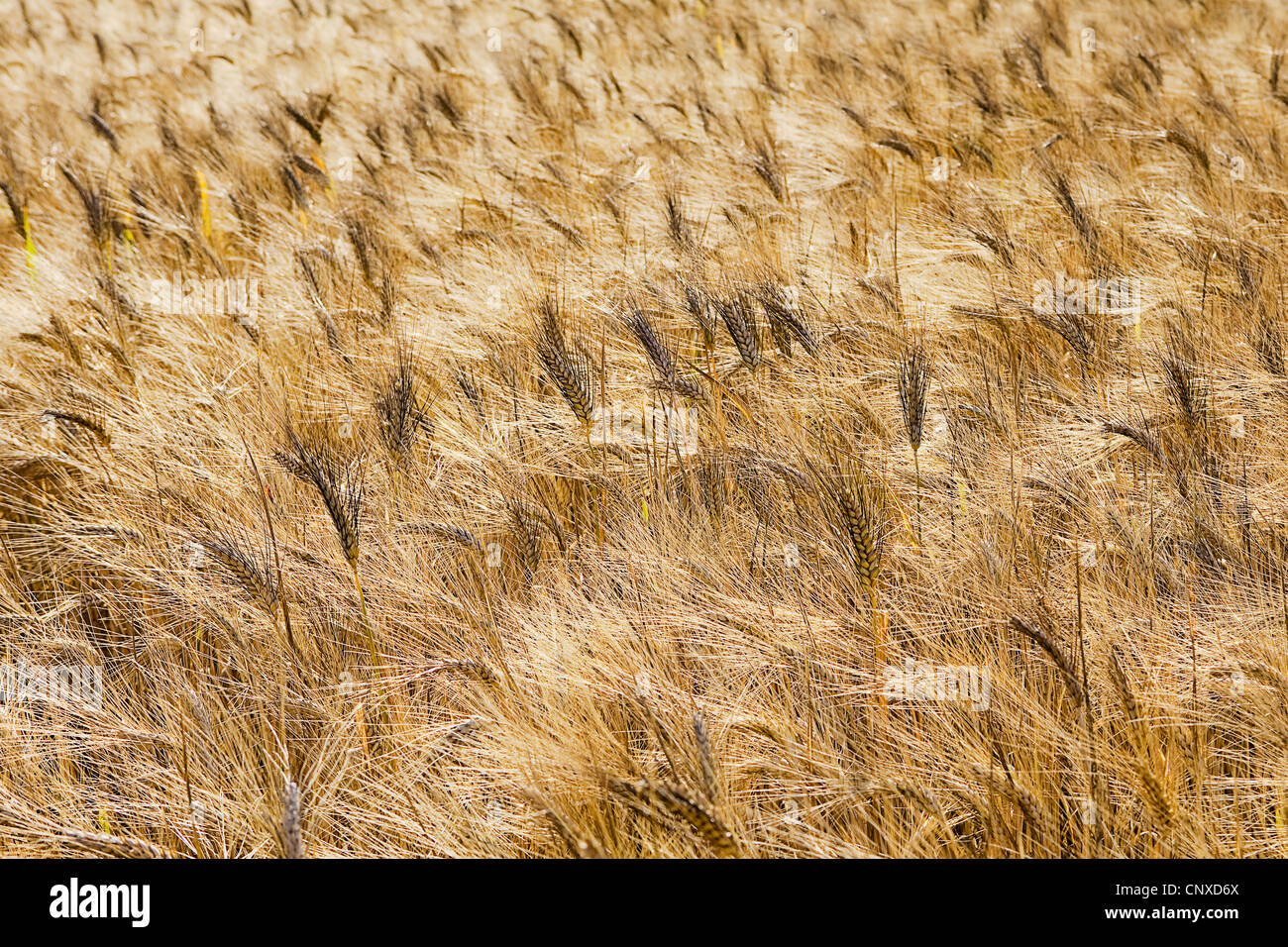 Full-Frame von einem Weizenfeld Stockfoto