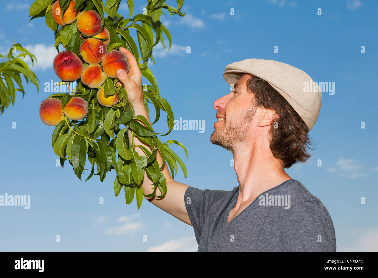 Ein Mann einen Pfirsich aus einem Aprikosenbaum Kommissionierung Stockfoto