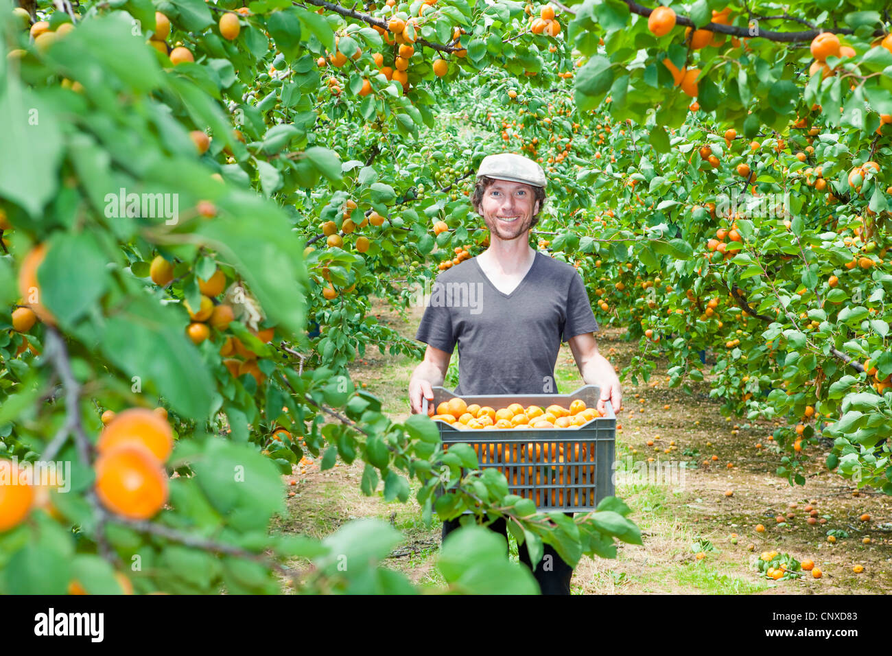Ein Mann hält eine Kiste voller Aprikosen in einem Obstgarten Stockfoto