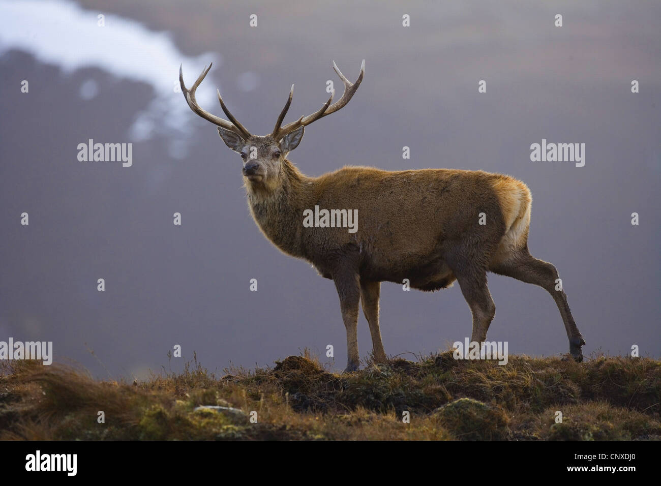 Rothirsch (Cervus Elaphus), Hirsch im Winter Licht, Großbritannien, Schottland, Alladale Wildnis-Reserve Stockfoto