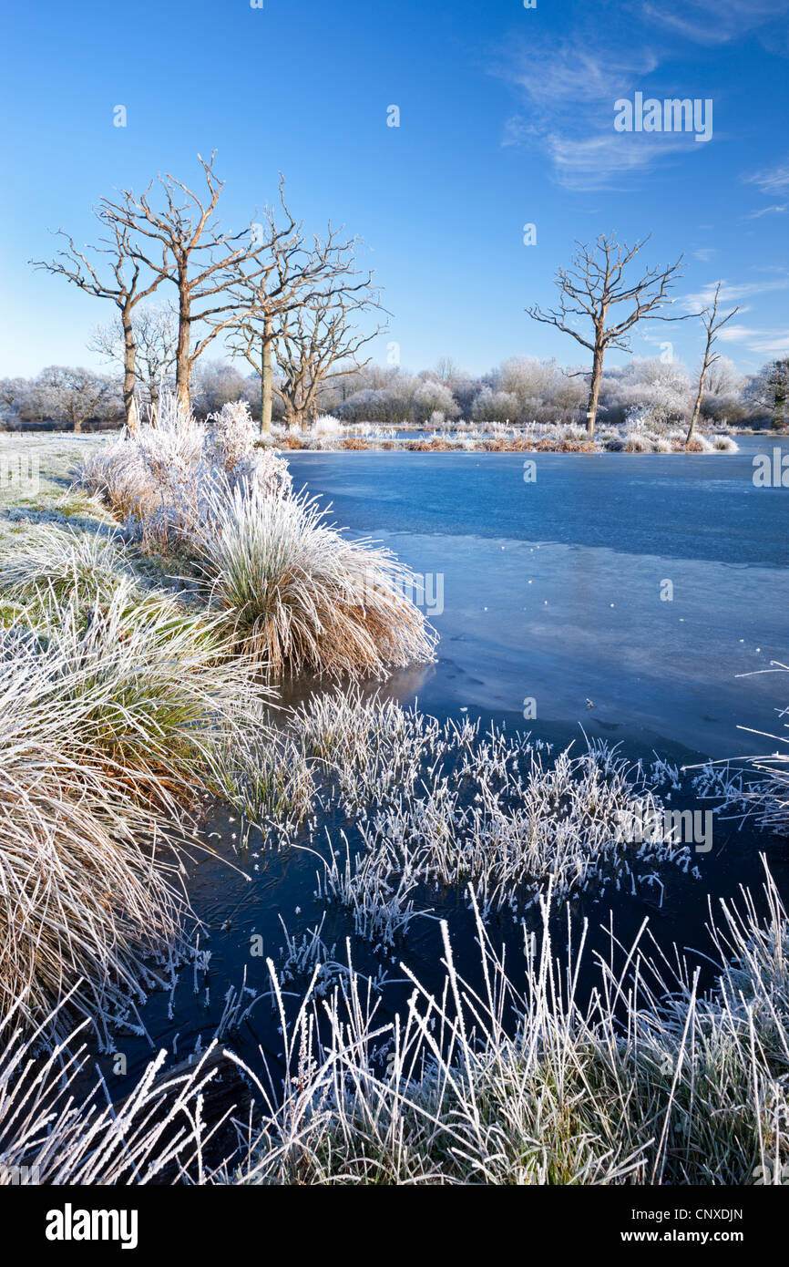 Raureif und gefrorenen Teich, Morchard Road, Devon, England. Winter (Dezember) 2010. Stockfoto