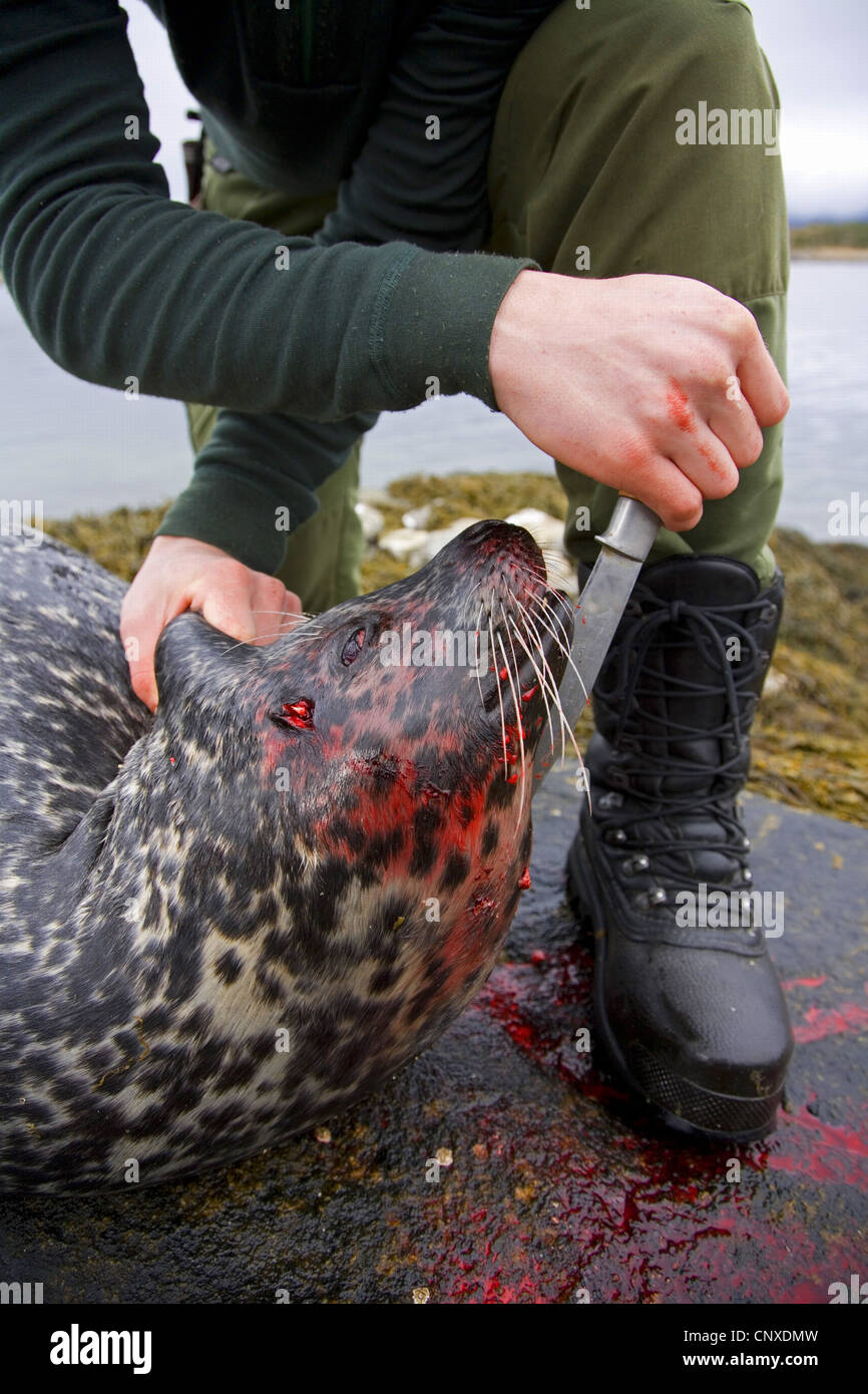 Harbor Seal, Seehunde (Phoca Vitulina), Jäger mit vor kurzem Schuss Seehunde, Norwegen, Nord-Trndelag Stockfoto