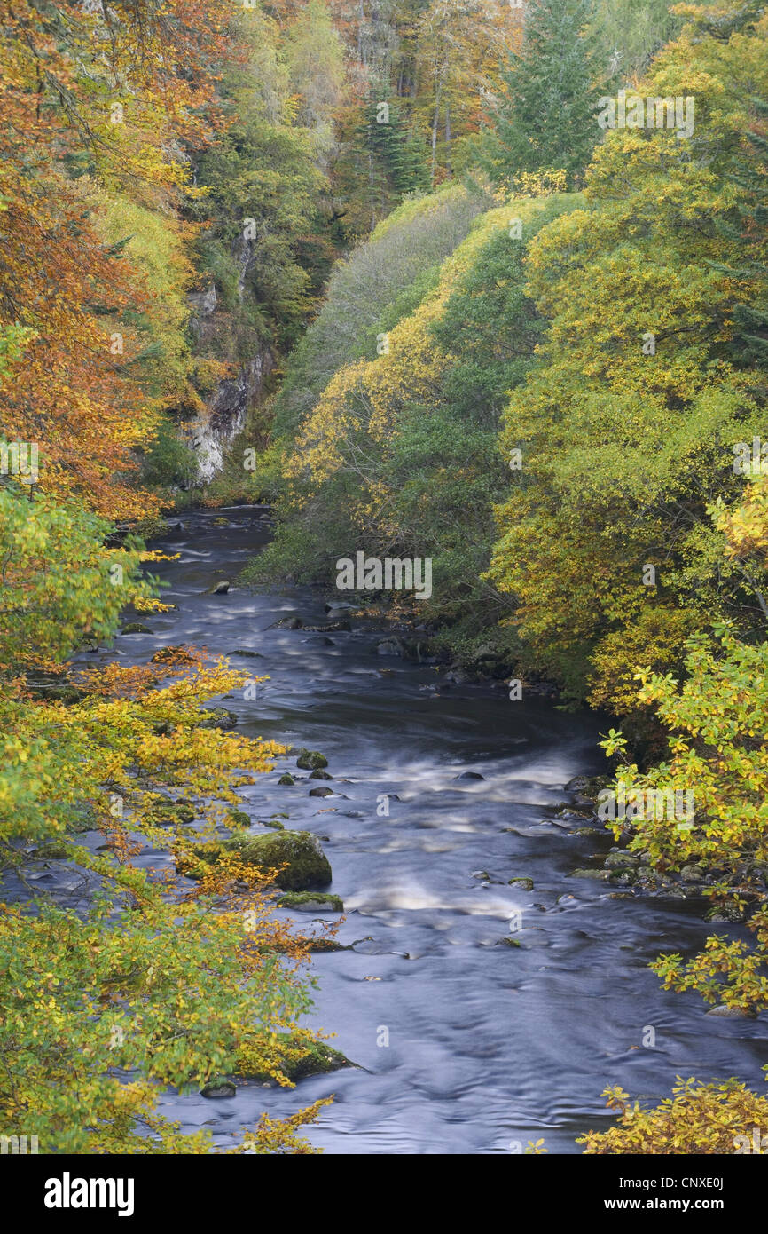 Fluß Findhorn in Herbst, Großbritannien, Schottland, Randolphs springen Stockfoto