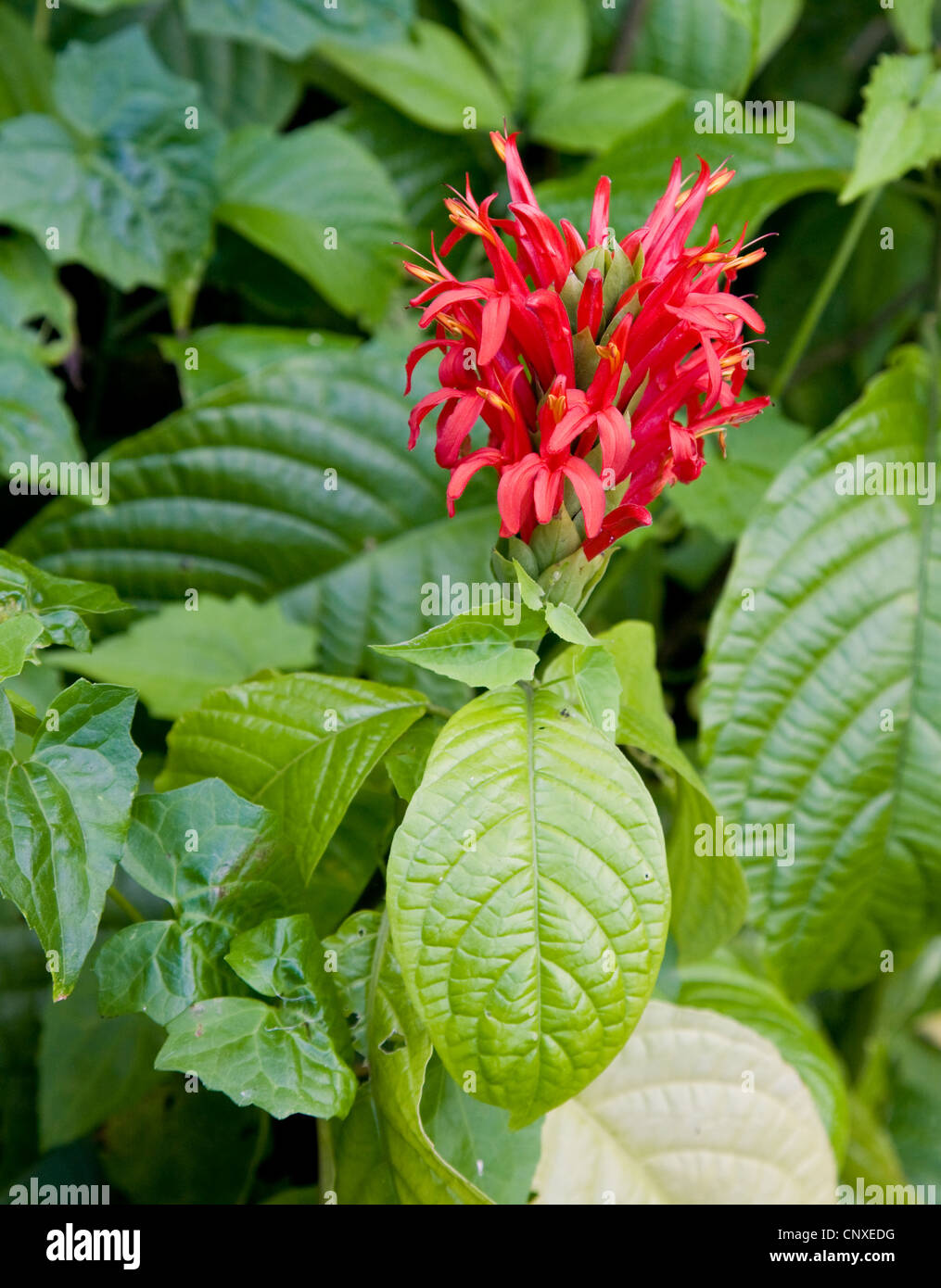 Rote Blume wächst in den Lichtungen als eine Ernte in küstennahen Wald von Dominica in der Karibik Stockfoto