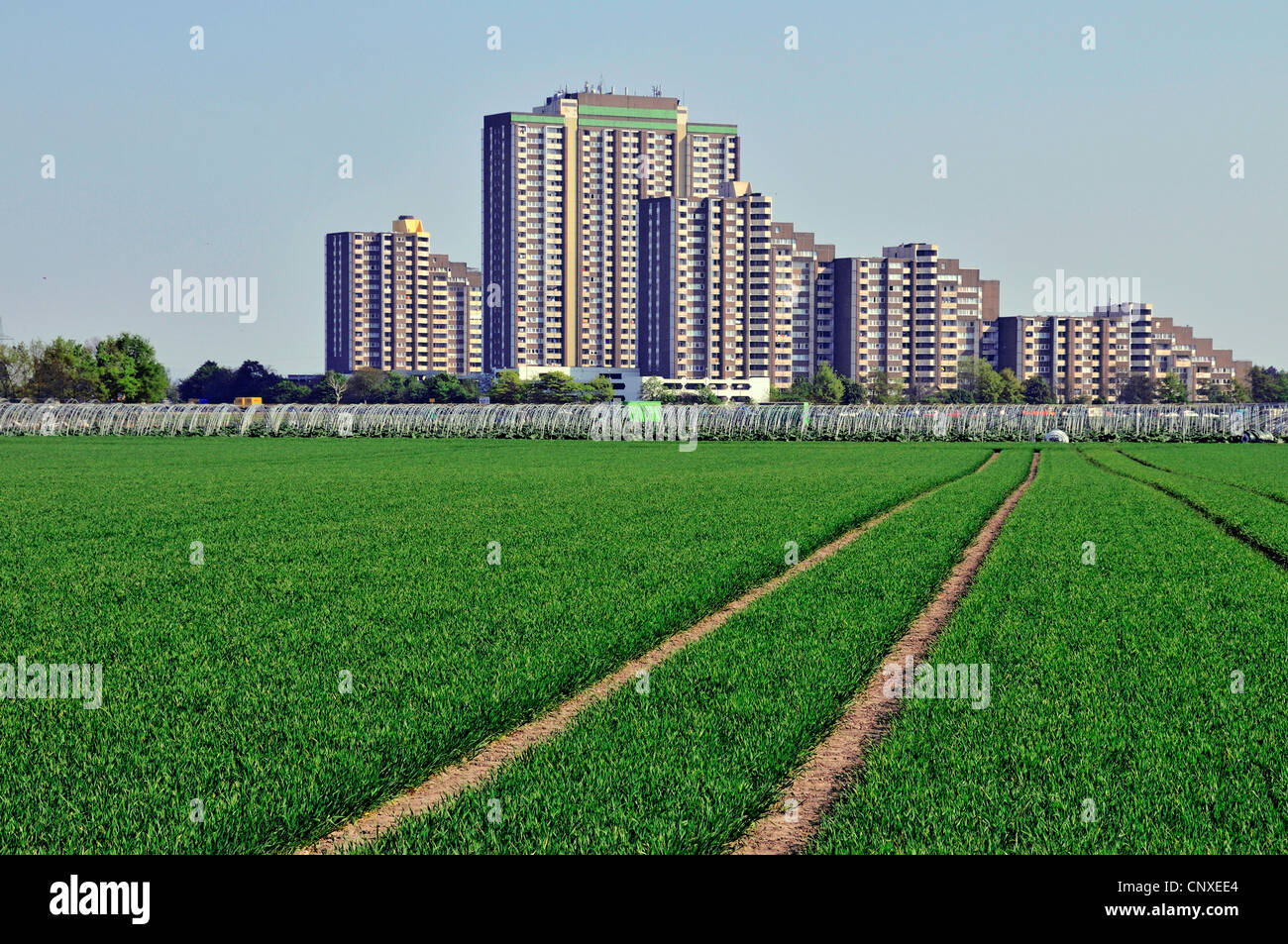 pflanzlicher Bereich vor Sat-Stadt "Auf Dem Koelnberg", Deutschland, Nordrhein-Westfalen, Köln Stockfoto