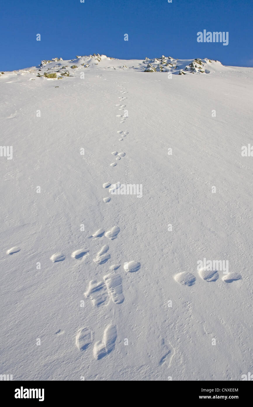blauer Hase, Schneehase, weißen Hasen, eurasische arktische Hasen (Lepus Timidus), Fußspuren im Schnee, Großbritannien, Schottland Stockfoto