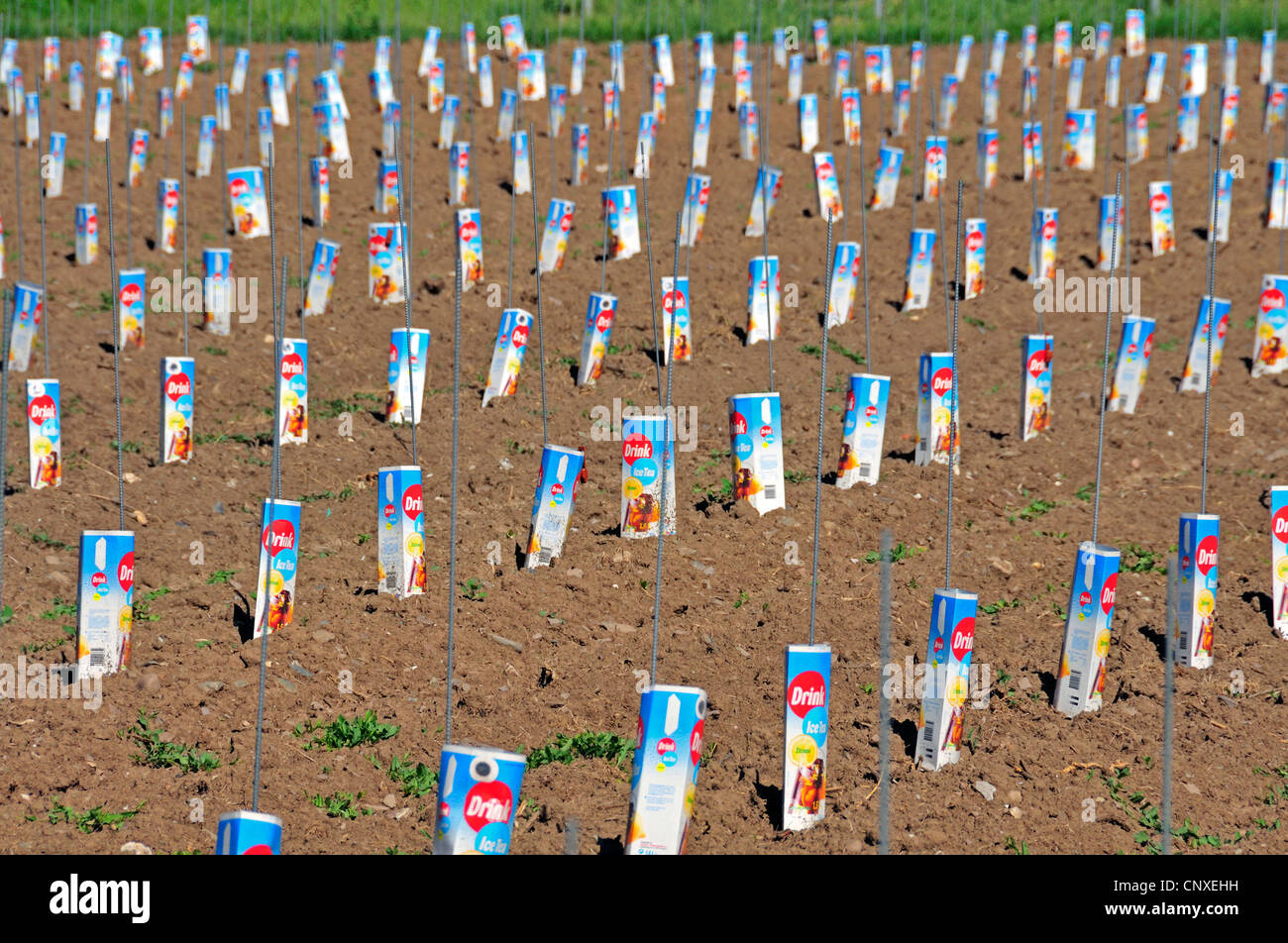 Rebe, Weinrebe (Vitis Vinifera), Zeile der Weinrebe neuen Weinberg geschützt durch Tetrapacks, Deutschland, Rheinland-Pfalz Stockfoto