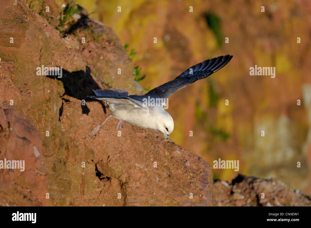 nördlichen Fulmar (Fulmarus Cyclopoida), fliegen in eine Felswand, Deutschland, Schleswig-Holstein, Helgoland, Ile-de-Br-Hut Stockfoto