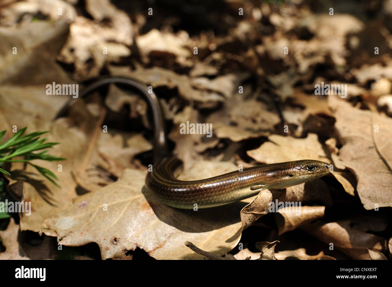 dreizehigen Skink verlässt algerischen zylindrische Skink (Chalcides Chalcides), mit trockenen, Italien, Sizilien Stockfoto