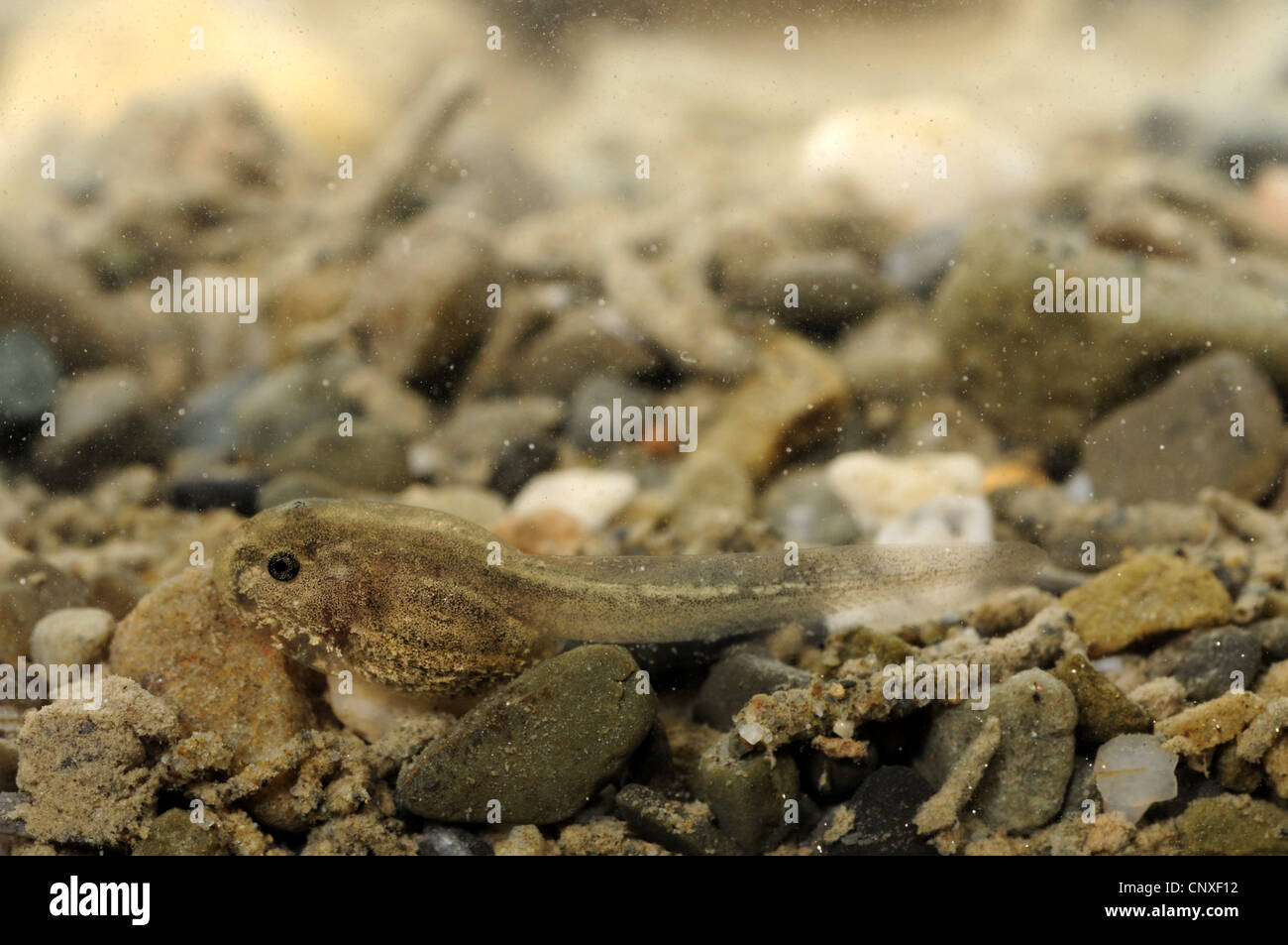 Kaulquappe Triton (Gyrineum Gyrinum), am Teich unten, Italien, Italien, Sizilien Stockfoto