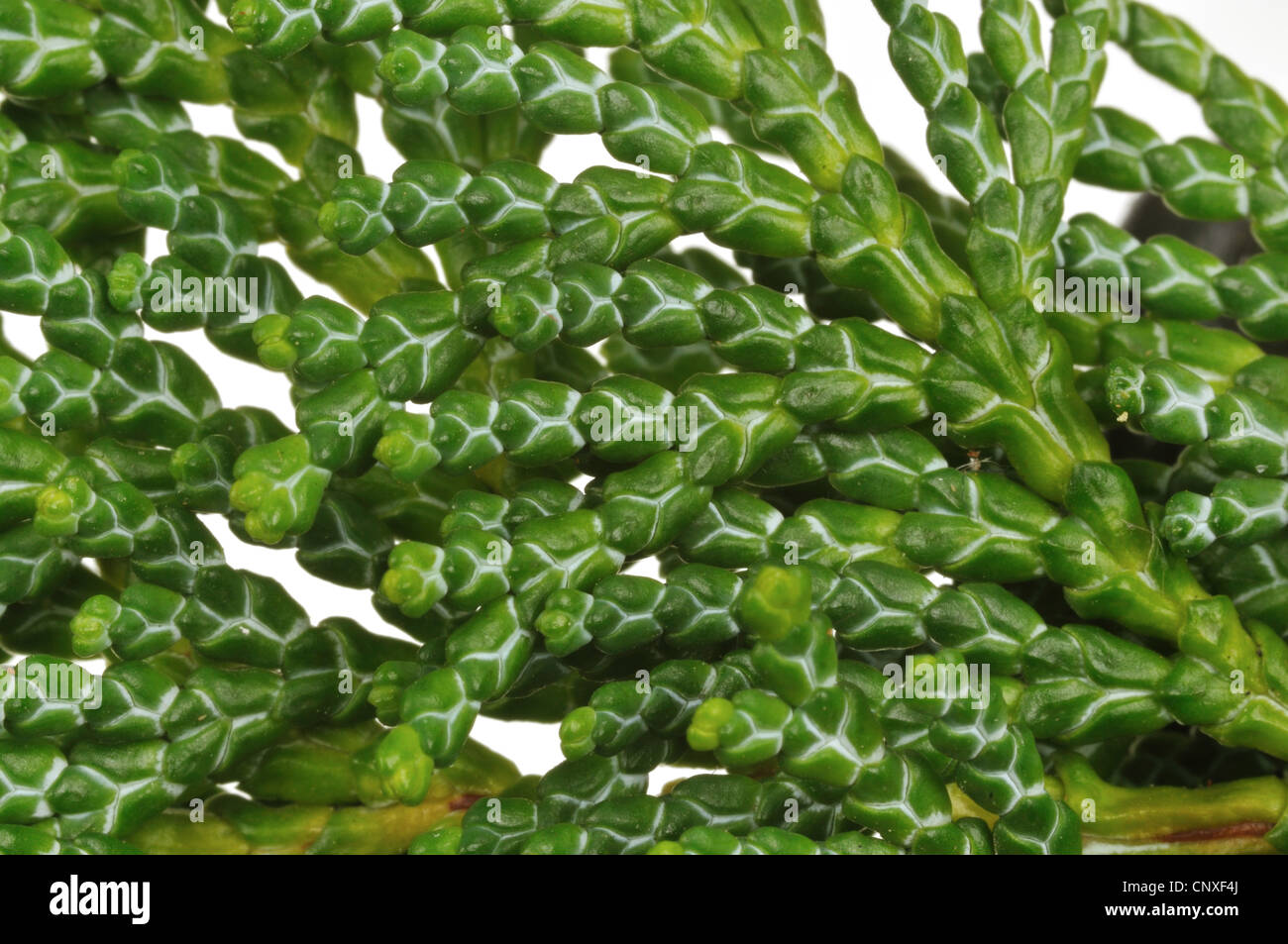 Hinoki Falsche Zypresse Stockfotos und -bilder Kaufen - Alamy