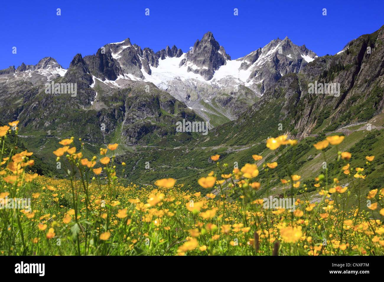 Ranunculus Acris, Wiese Hahnenfuß, großer Hahnenfuß (Ranunculus Acris), Anzeigen von außerhalb einer Bergwiese zu den Gipfeln des Fuenffingerstoeck (2994 m), der Schweiz, Uri Stockfoto