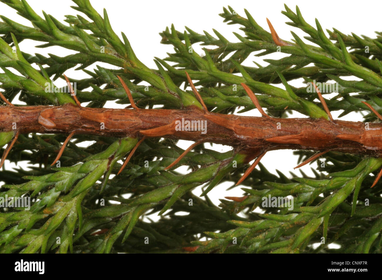 Lawson Zypresse, Port Orford Zeder (Chamaecyparis Lawsoniana), Zweig der eine Plumosa Sorte Stockfoto