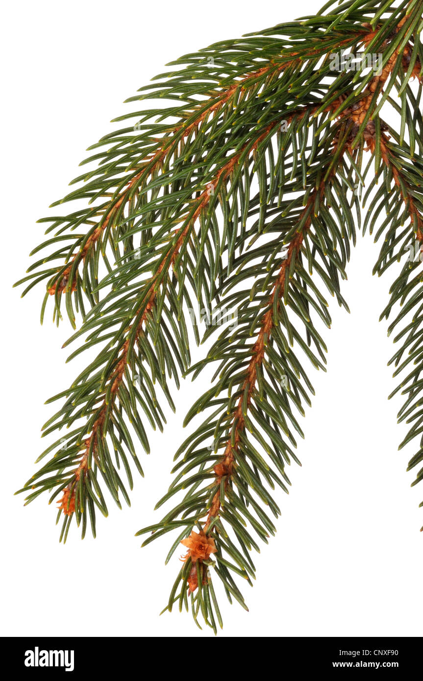 Norwegen Fichte (Picea Abies), Zweig, Ausschneiden Stockfoto