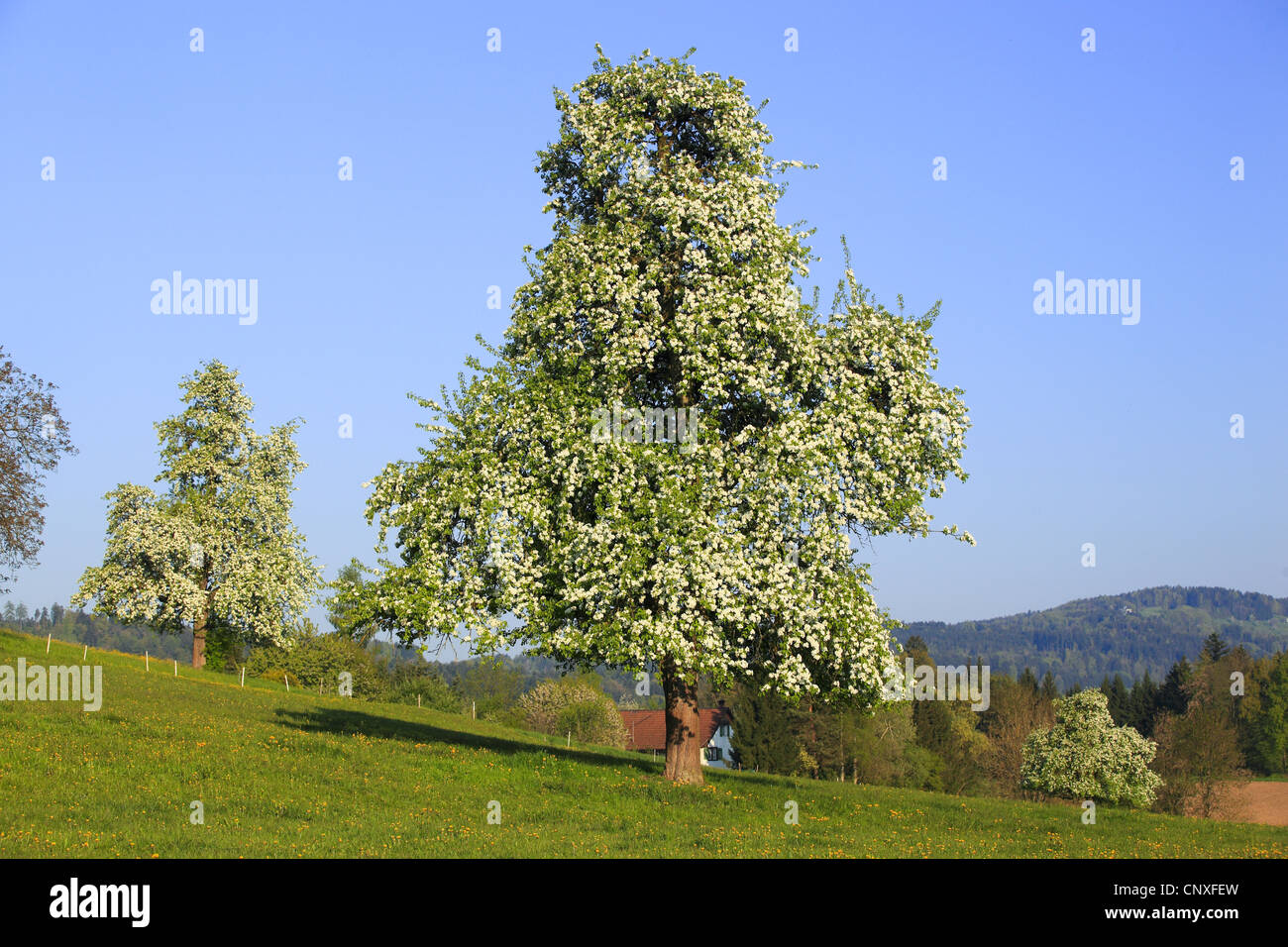 gemeinsamen Birne, Birnbaum (Pyrus Communis, Pyrus Domestica), Birnenbäume stehen frei auf einer Wiese voll blühen, Schweiz Stockfoto