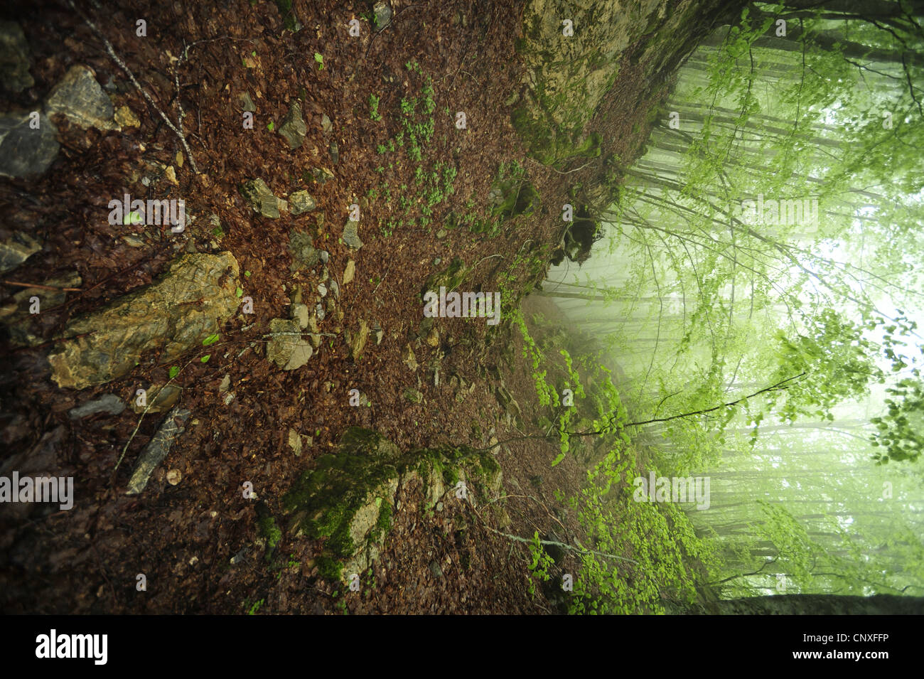 Hang in einem nebligen Wald, Italien, Calabria Stockfoto