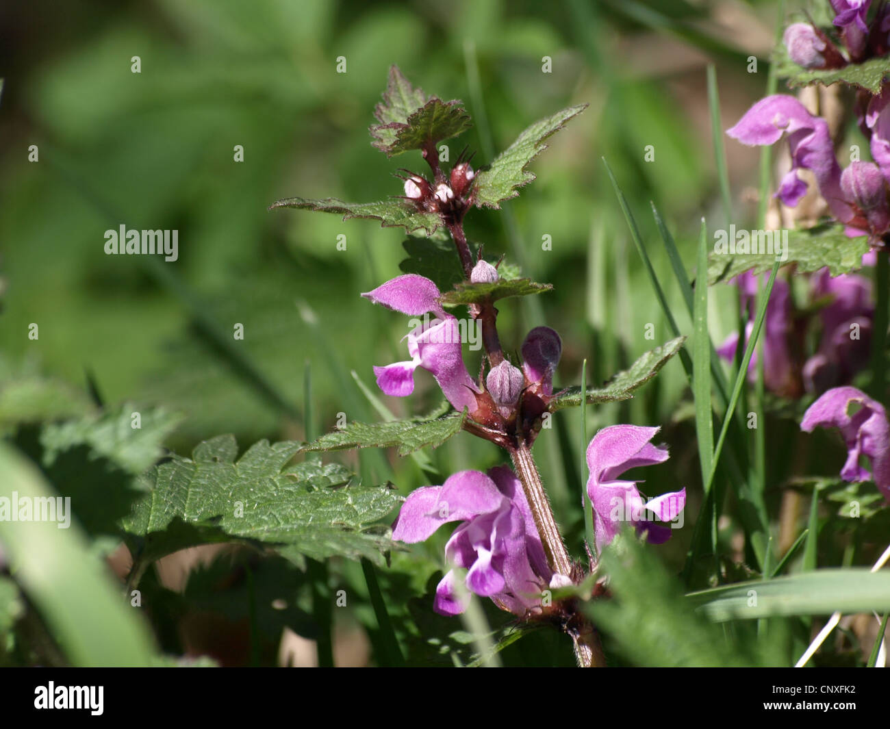 Spotted Taubnessel / Lamium Maculatum / Gefleckte Taubmessel Stockfoto