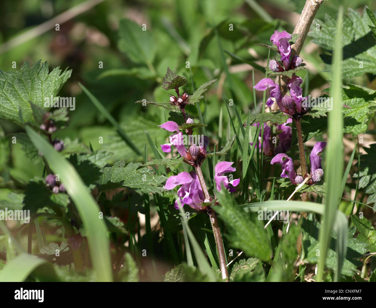 Spotted Taubnessel / Lamium Maculatum / Gefleckte Taubmessel Stockfoto