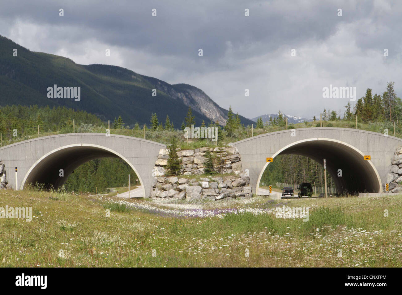 WILDLIFE ÜBERFAHRT, Banff National Park, Alberta, Kanada Stockfoto