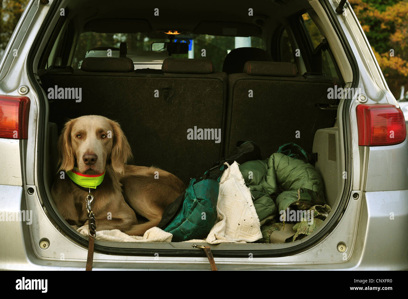 Weimaraner (Canis Lupus F. Familiaris), wartet geduldig im offenen Kofferraum, Deutschland Stockfoto