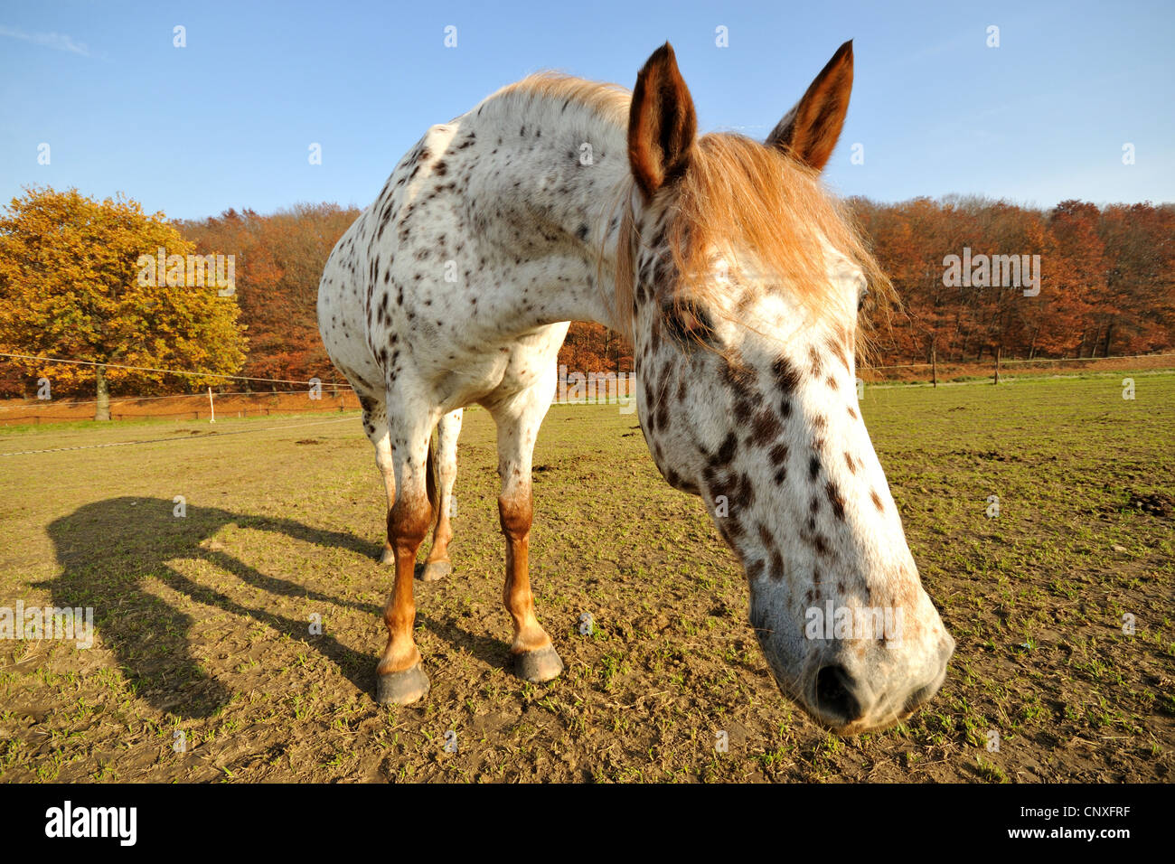 Appaloosa (Equus Przewalskii F. Caballus) auf Koppel, Deutschland Stockfoto