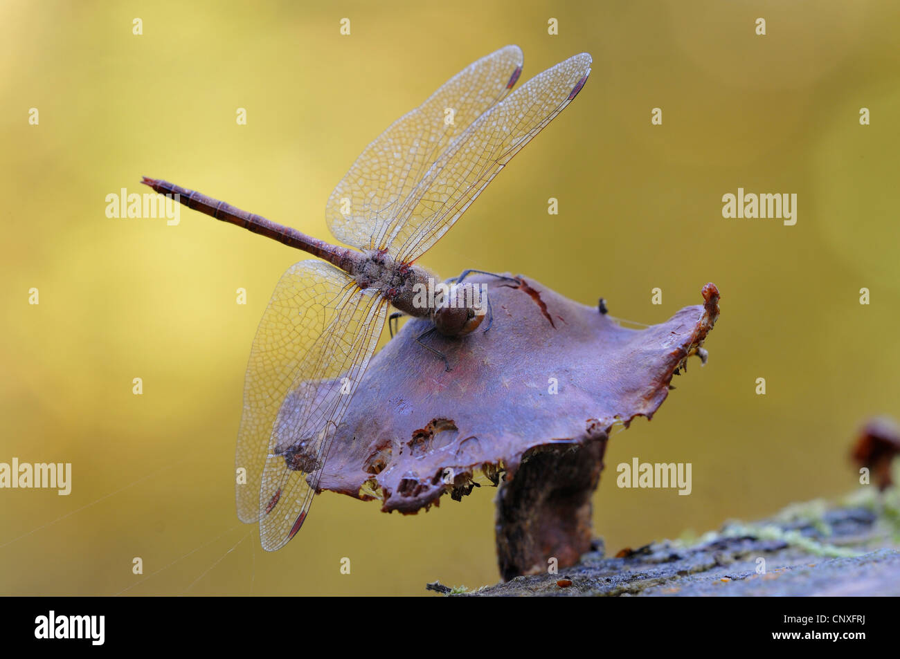 Landstreicher Sympetrum (Sympetrum Vulgatum), mit Morgentau, sitzt auf einem Pilz, Deutschland Stockfoto