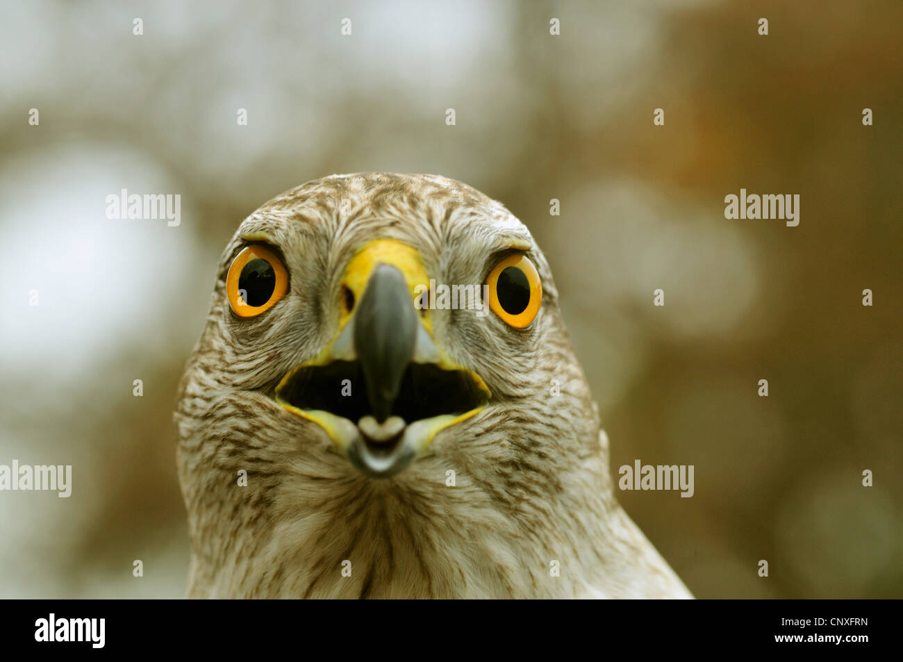 nördlichen Habicht (Accipiter Gentilis), portrait Stockfoto