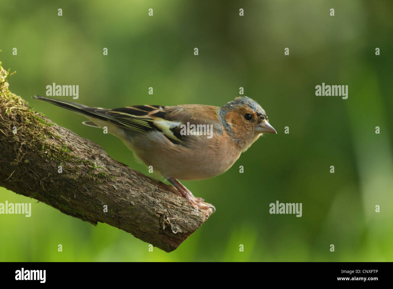 Buchfinken (Fringilla Coelebs), sitzt auf einem Ast, Deutschland Stockfoto