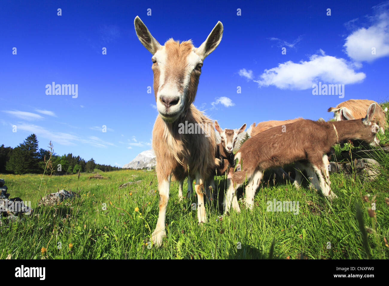 Hausziege (Capra Hircus, Capra Aegagrus F. Hircus) mit Ziegenlämmer in Bergwiese, Schweiz Stockfoto