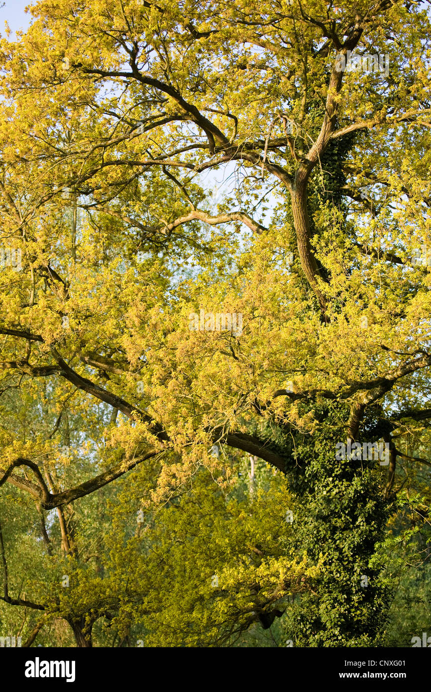 Stieleiche pedunculate Eiche, Stieleiche (Quercus Robur), Eiche im Frühjahr, Deutschland, Hessen, NSG Kühkopf-Knoblochsaue Stockfoto