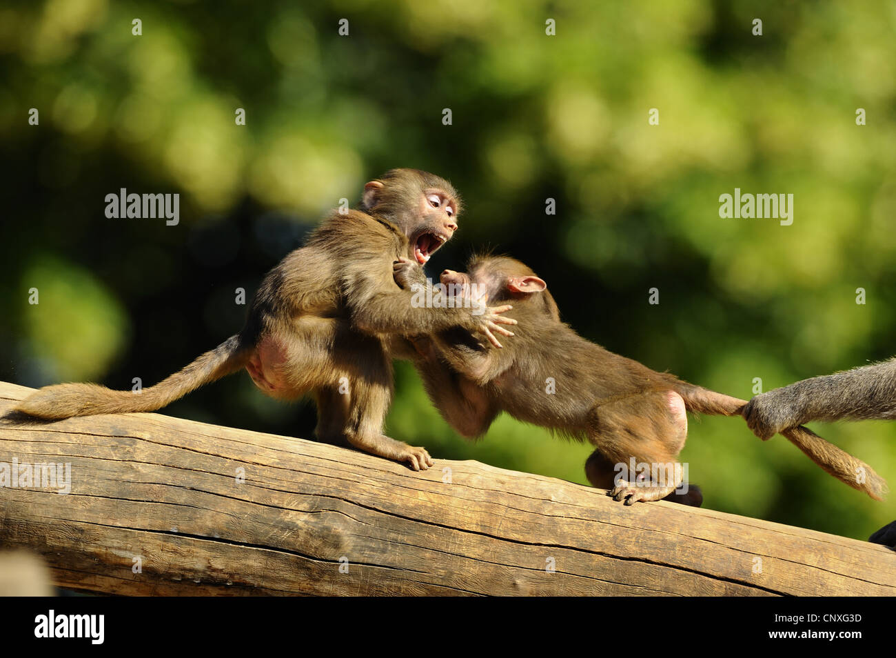 Hamadryas Pavian, Heiligen Pavian (Papio Hamadryas), zwei Jugendliche spielerisch kämpfen auf einem Baumstamm Stockfoto